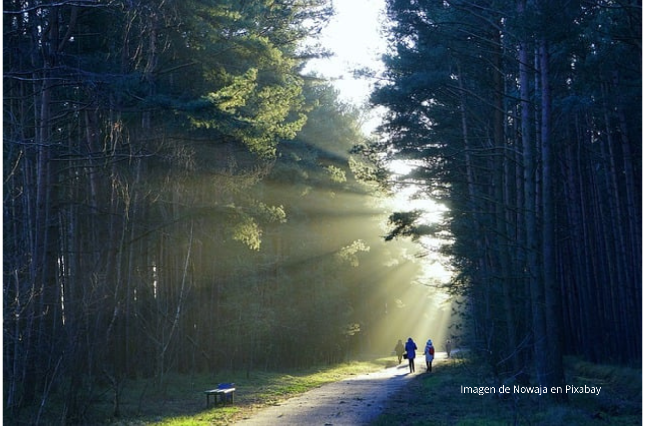 Imagen gente paseando en un bosque frondoso con sol de fondo
