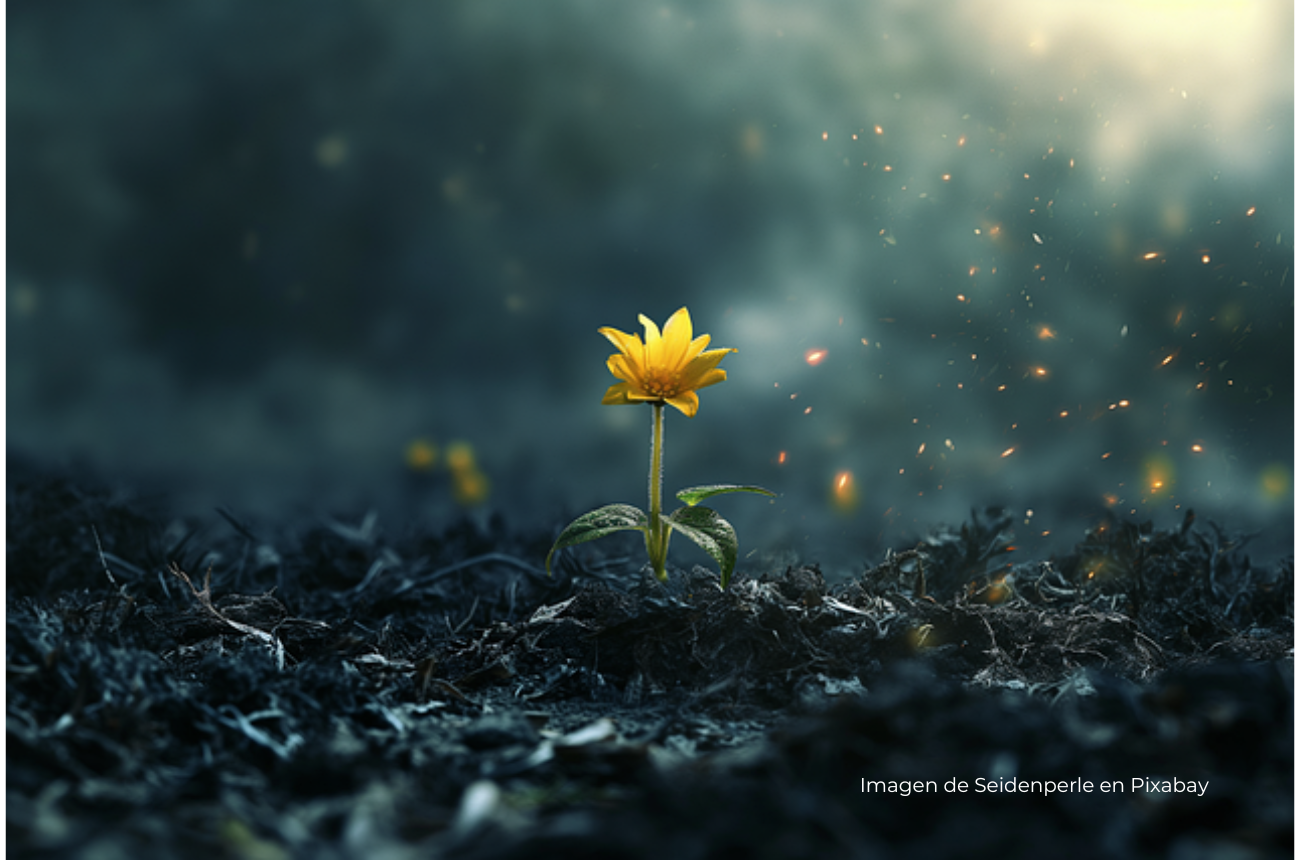 Imagen flor en tierra vacía