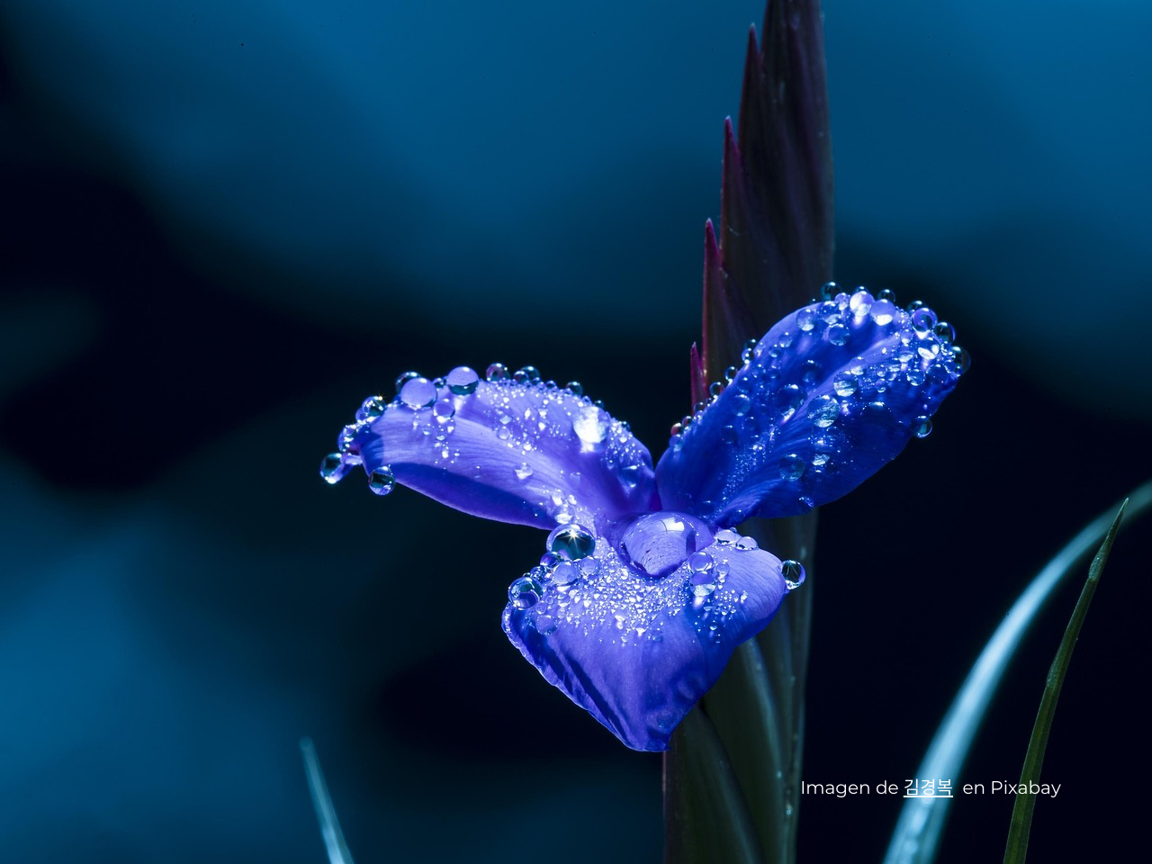 Imagen flor azul con agua