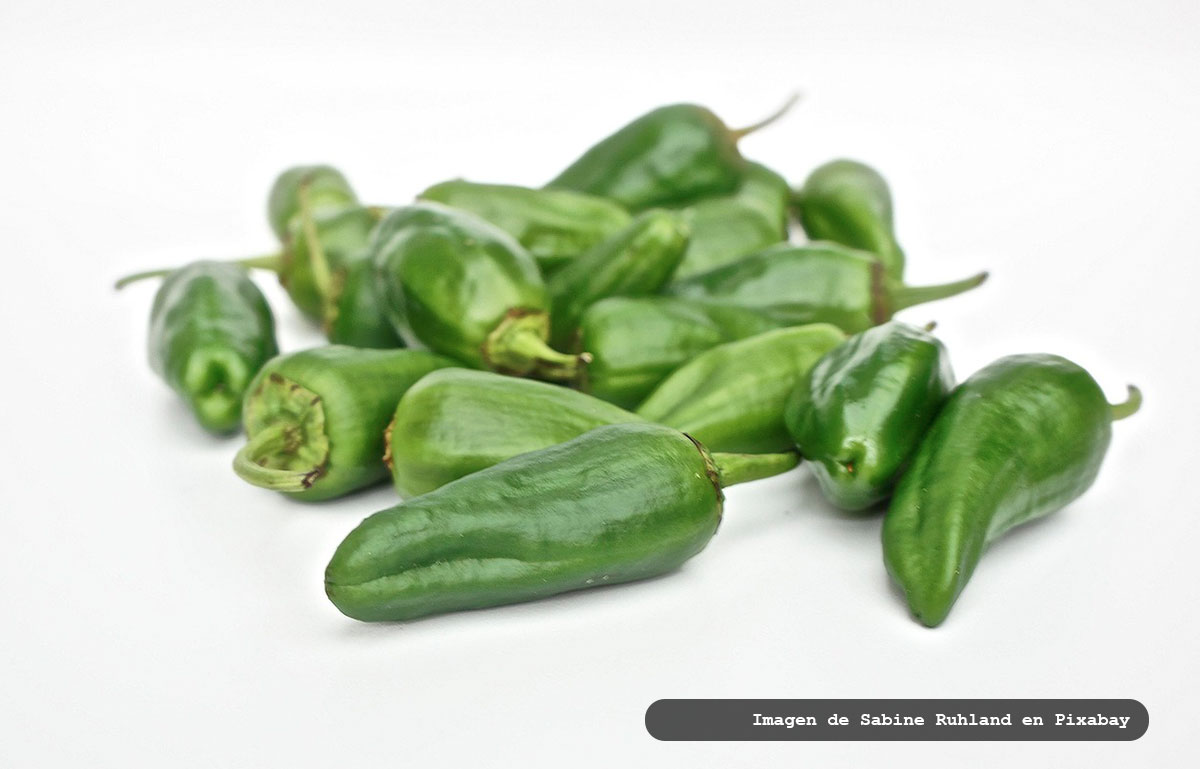 Padrón - Plato típico pimientos de padron