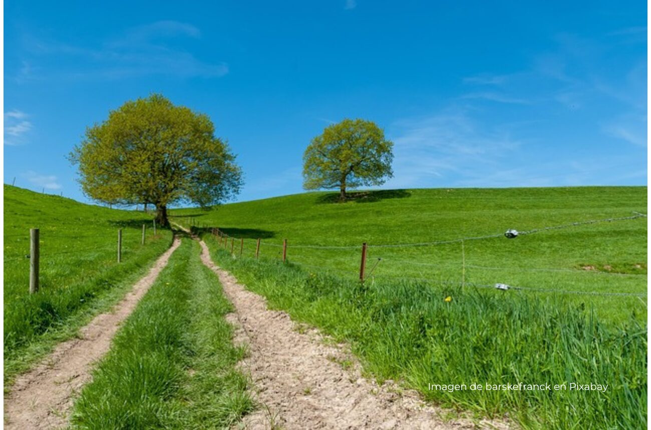 Imagen campo verde con cielo azul
