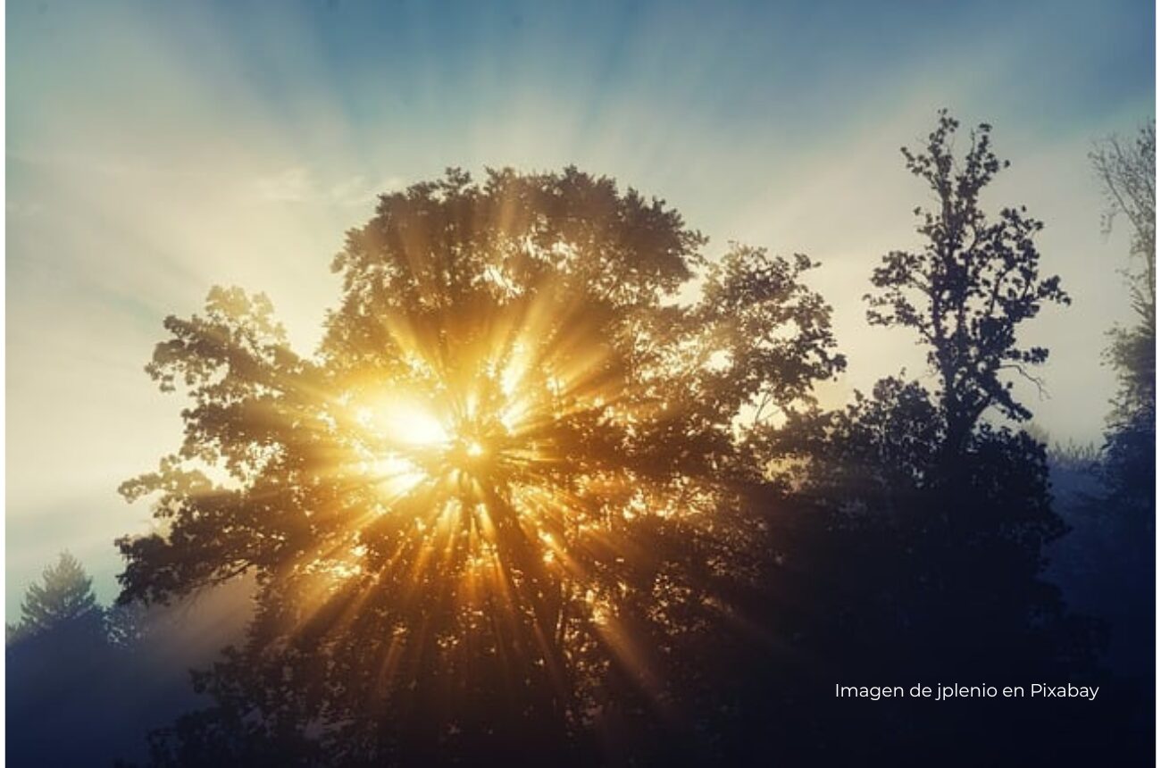Imagen de amanecer con árbol con sol naranja