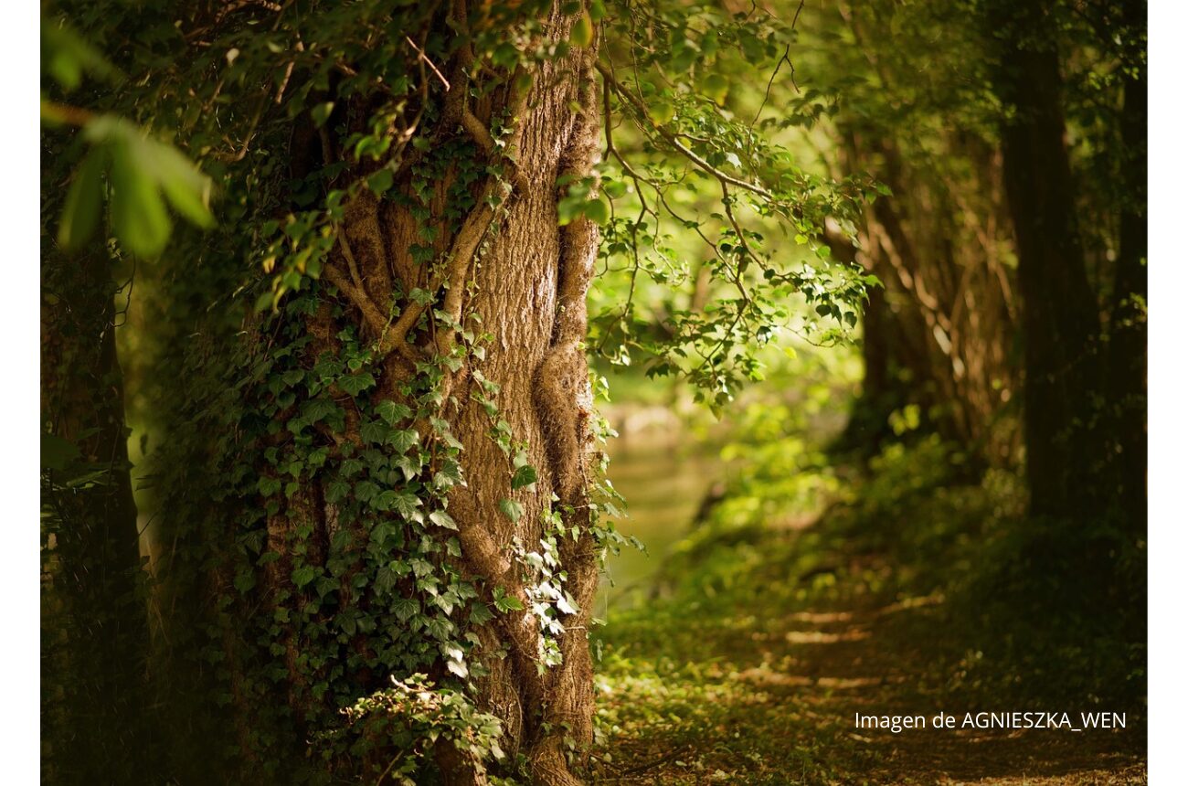 Imagen árbol en bosque frondoso