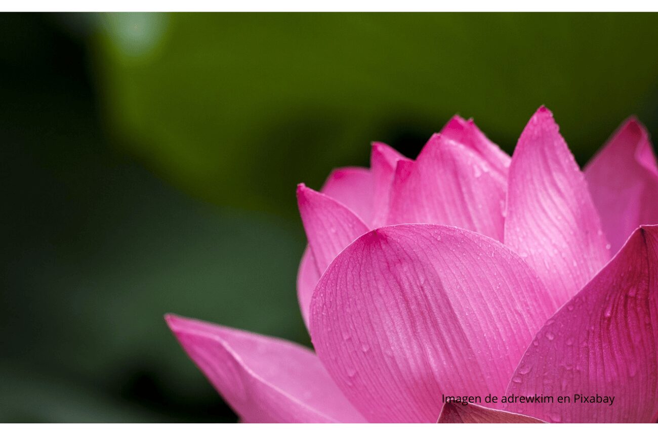 Imagen de flor de loto morada