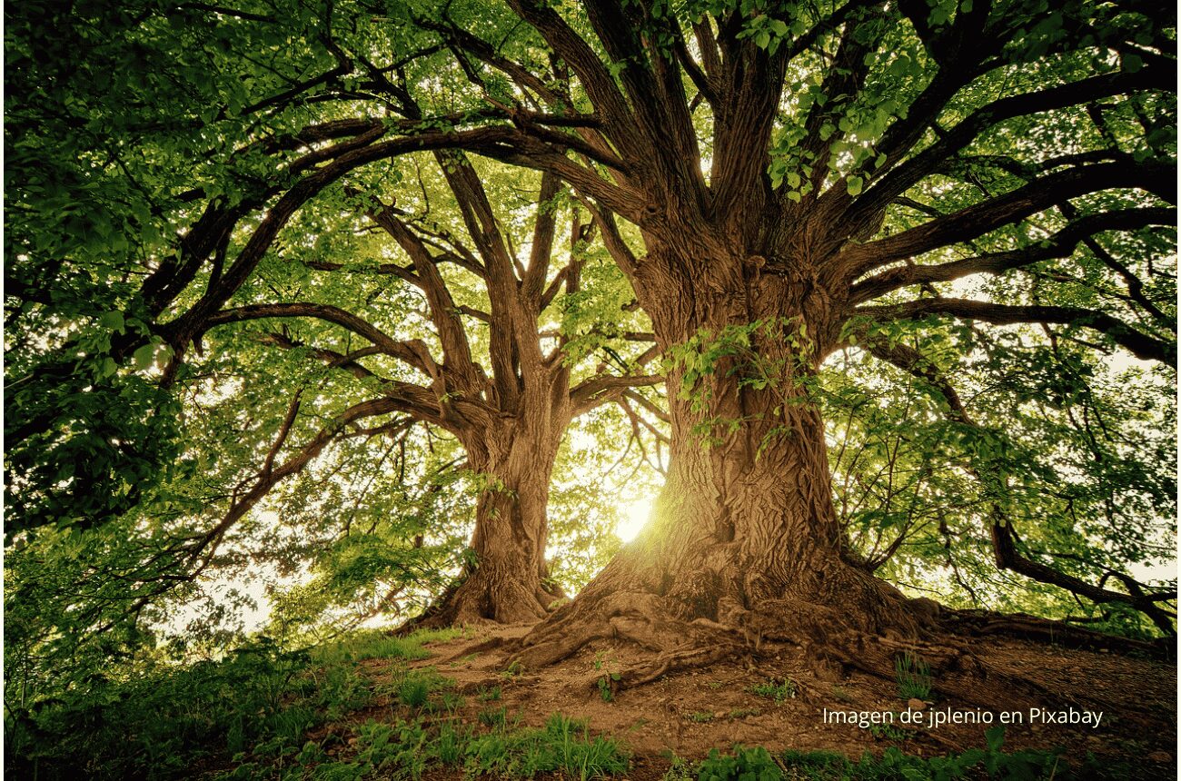 Imagen de un árbol en el bosque con sol de fondo