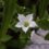Imagen de flor blanca