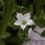 Imagen flor en fondo verde