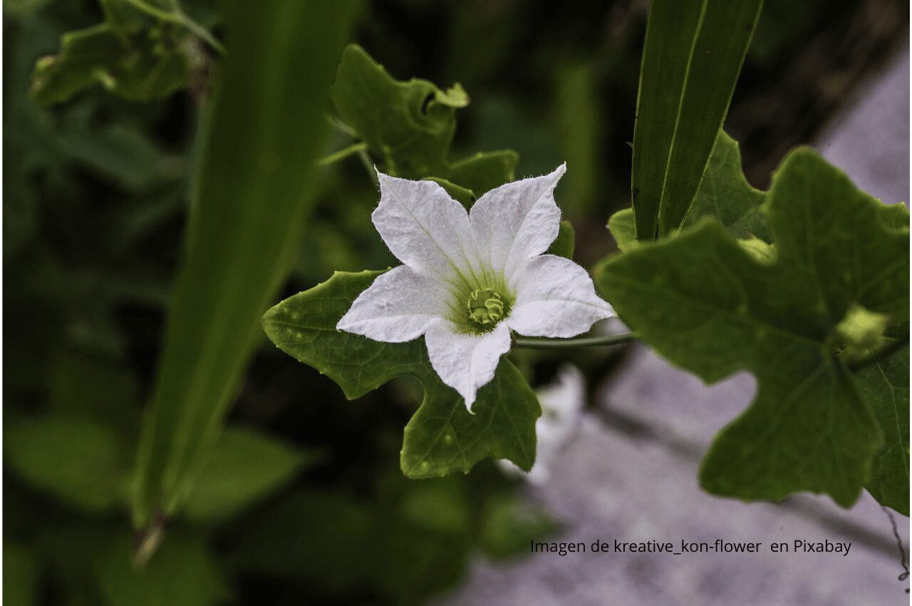 Imagen flor en fondo verde