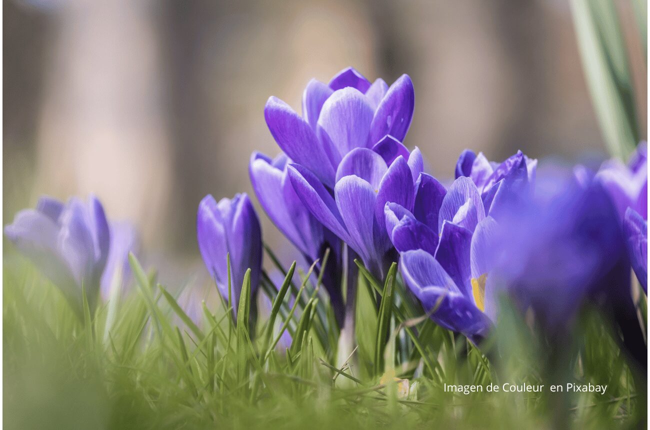 Imagen flores azafran