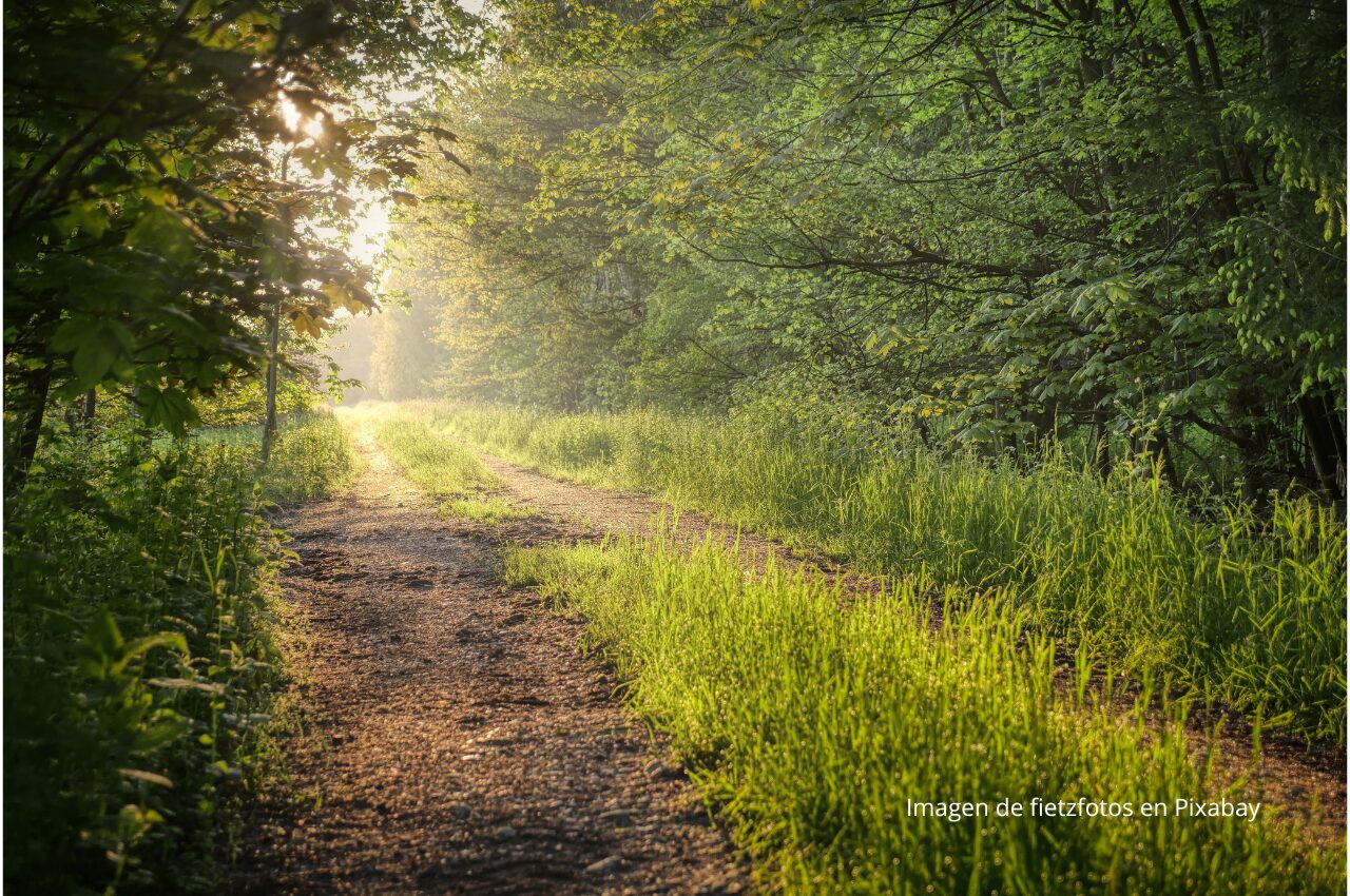 Imagen de un sendero en la naturaleza con sol al fondo