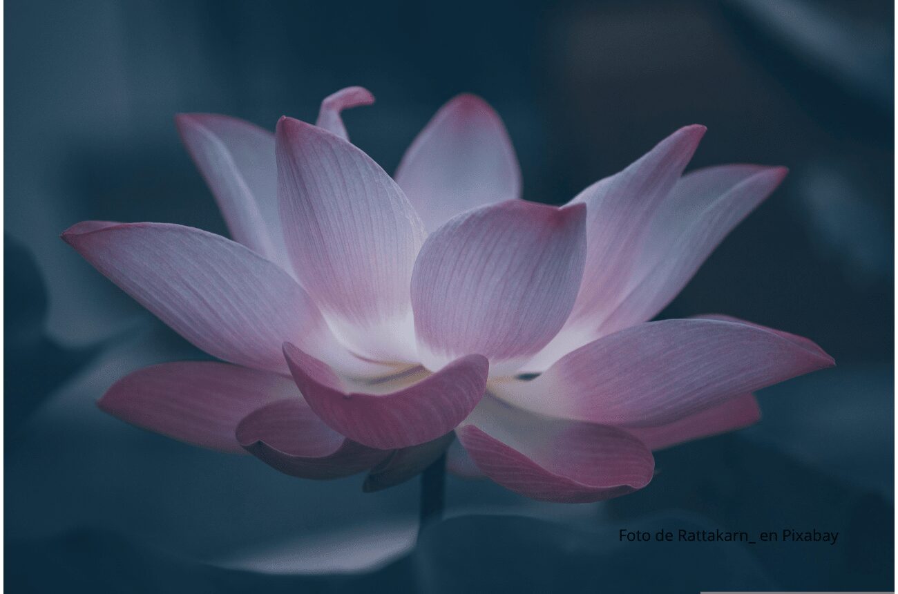 Imagen flor de loto